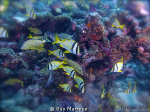 A Blend of fishes off Ft Lauderdale Florida ... Yes there... by Guy Marrese 